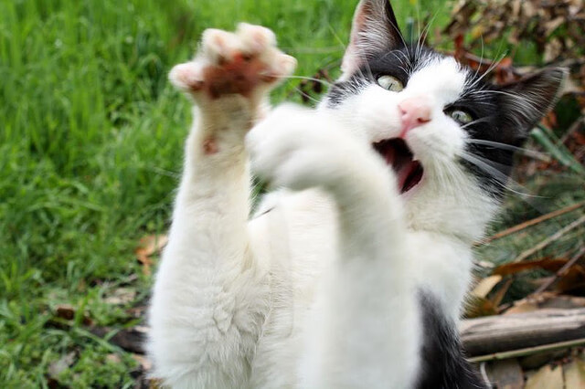 全国极限飞盘精英赛,团队默契的极限考验,极限飞盘比赛规则视频