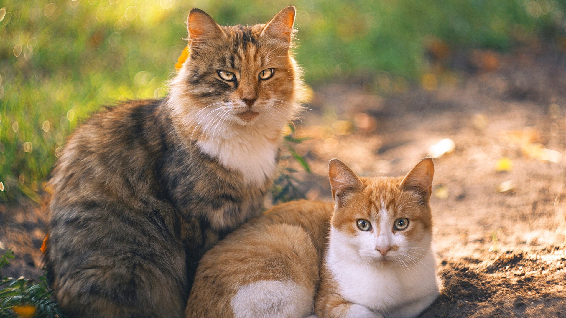 开云体育登陆入口-全国青少年“篮球梦想营”在云南正式启动，ybdl青少年篮球发展联盟收费标准